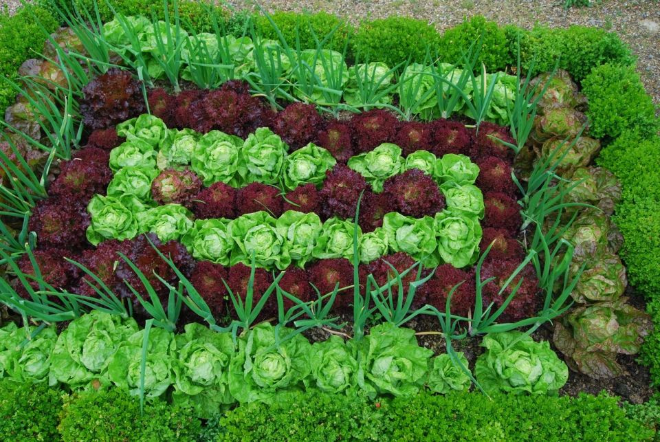 как правильно сажать овощи в огороде