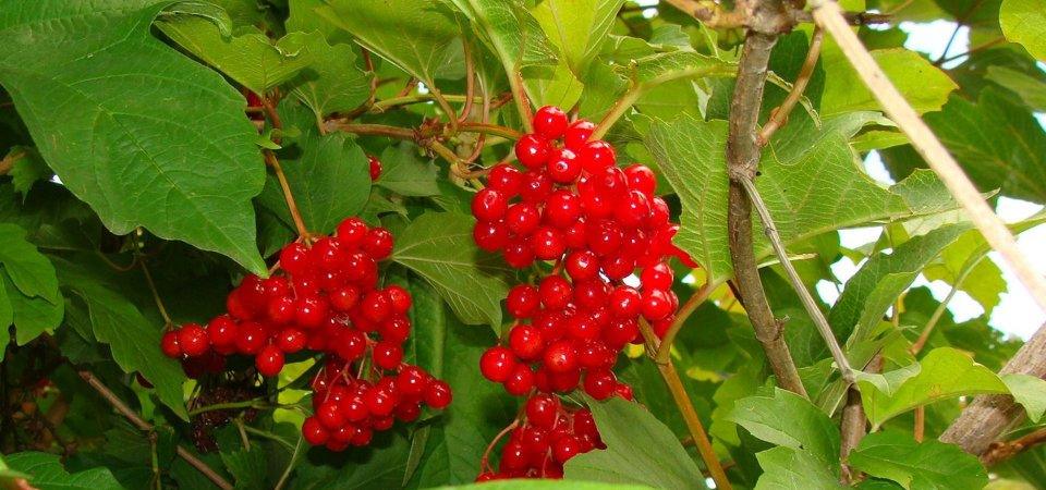 Что можно сажать в начале осени: 7 вариантов кустарников и деревьев