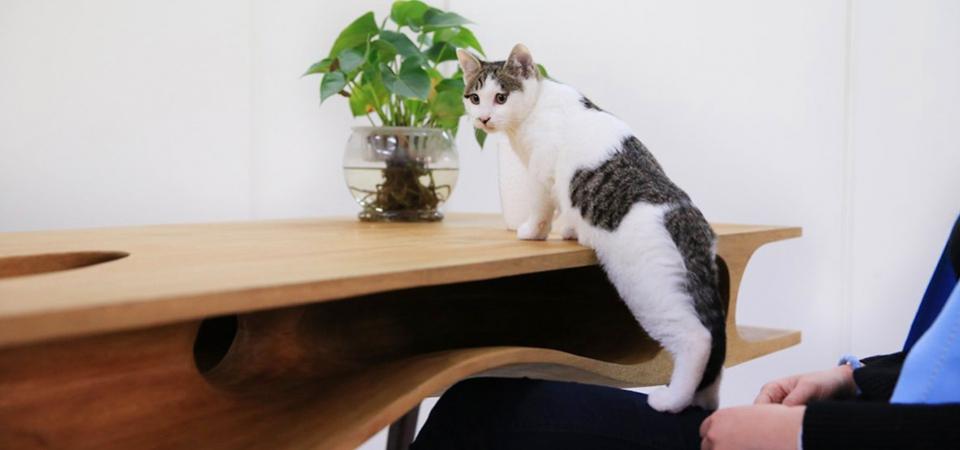 Стол, который нужен всем котам и их хозяевам